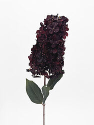 Burgundy Cone Hydrangea