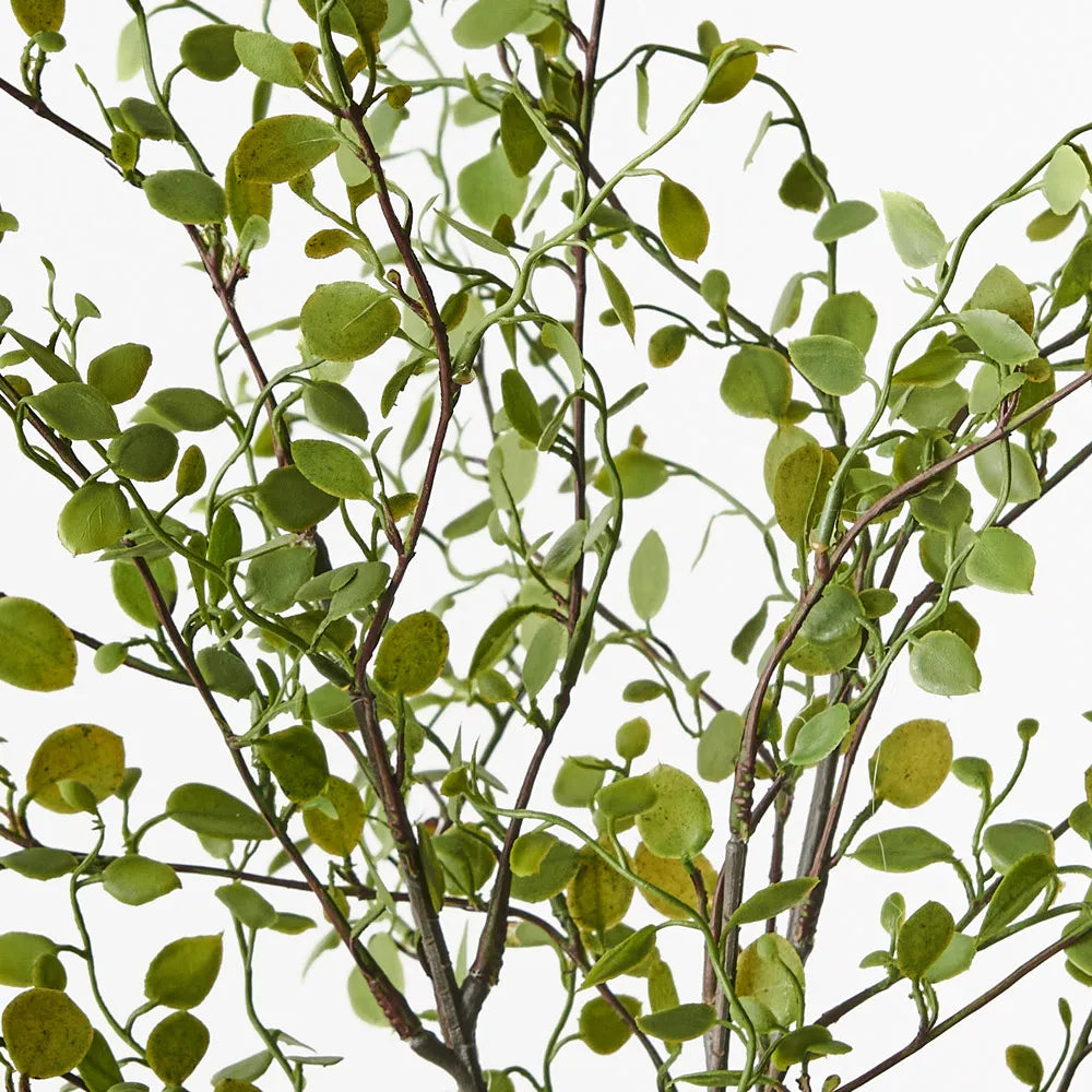 Maidenhair Vine Bush