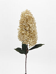 Dark Cream Cone Hydrangea