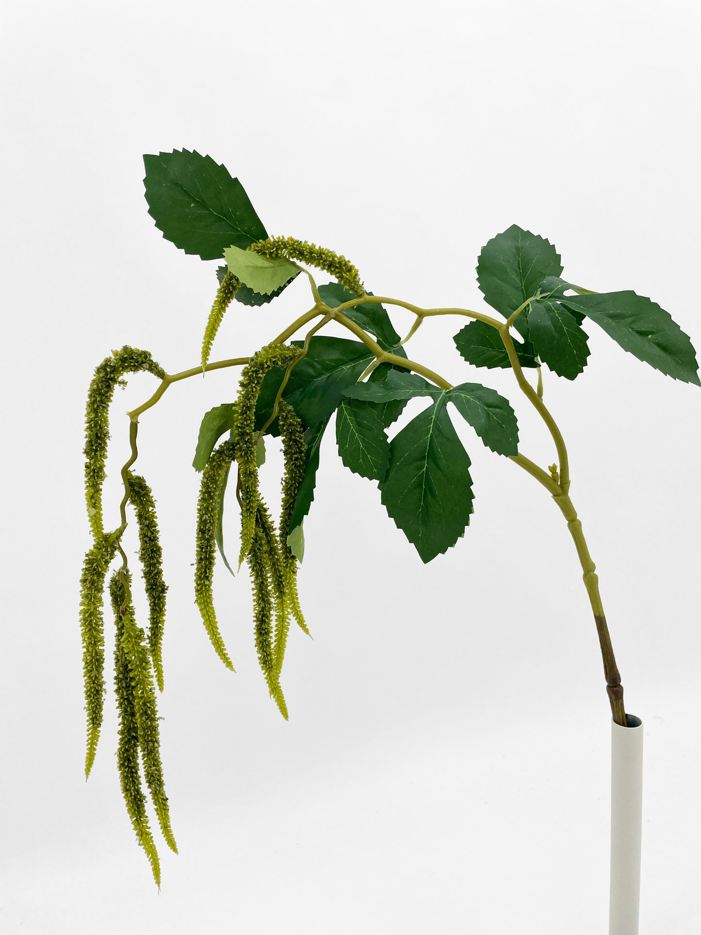 Green Populus Flower