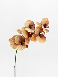 Orchid Latte