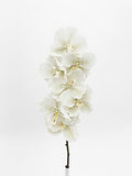 Orchid White/ Sage