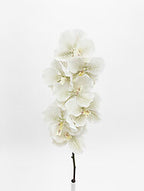 Orchid White/ Sage