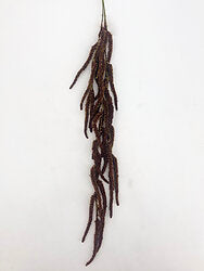 Aubergine Populus Flower