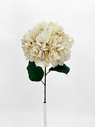 Cream Large Hydrangea
