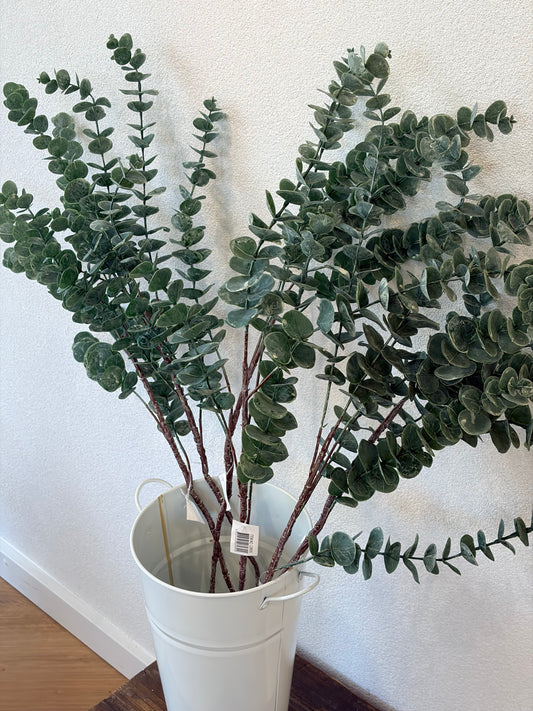 Eucalyptus Stems