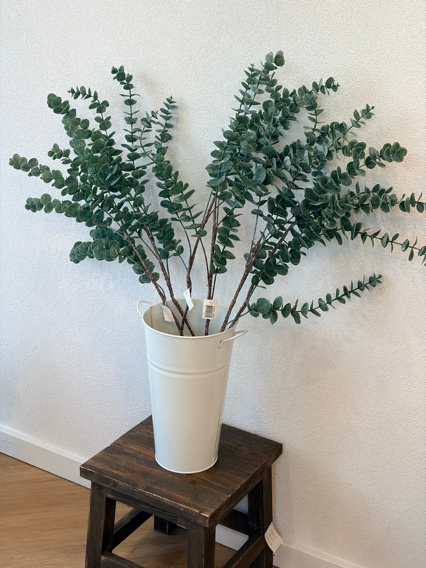 Eucalyptus Stems