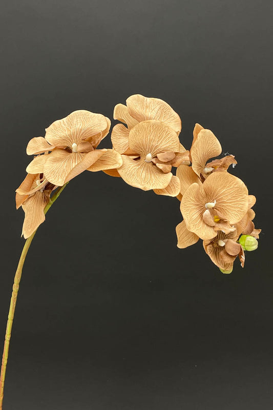 Brown Large Orchid