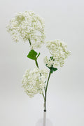 White Lace Flower