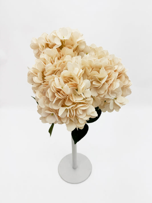 5 Heads Champagne Hydrangea