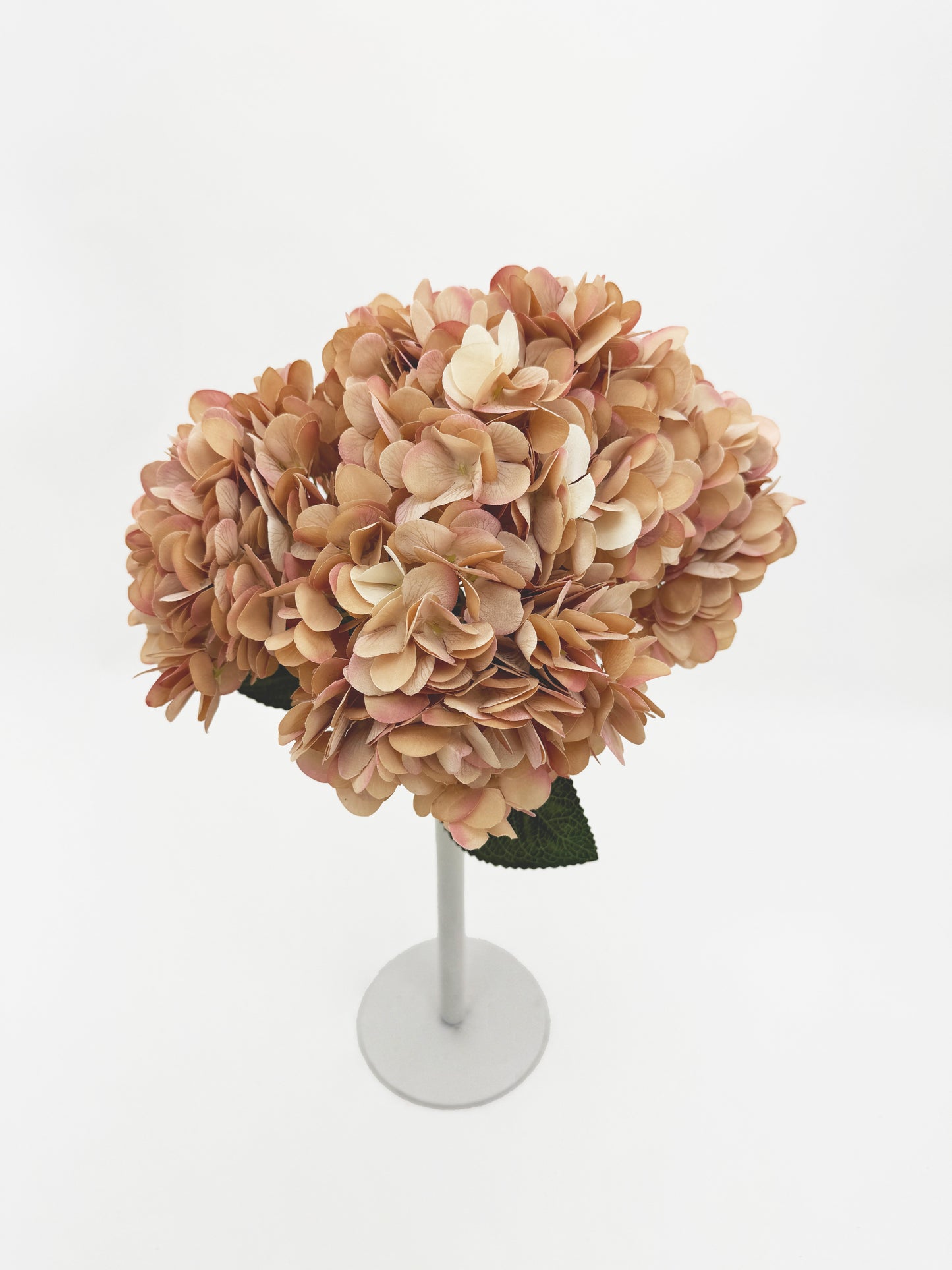 5 Heads Blush Latte Hydrangea