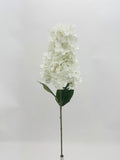 White Cone Hydrangea
