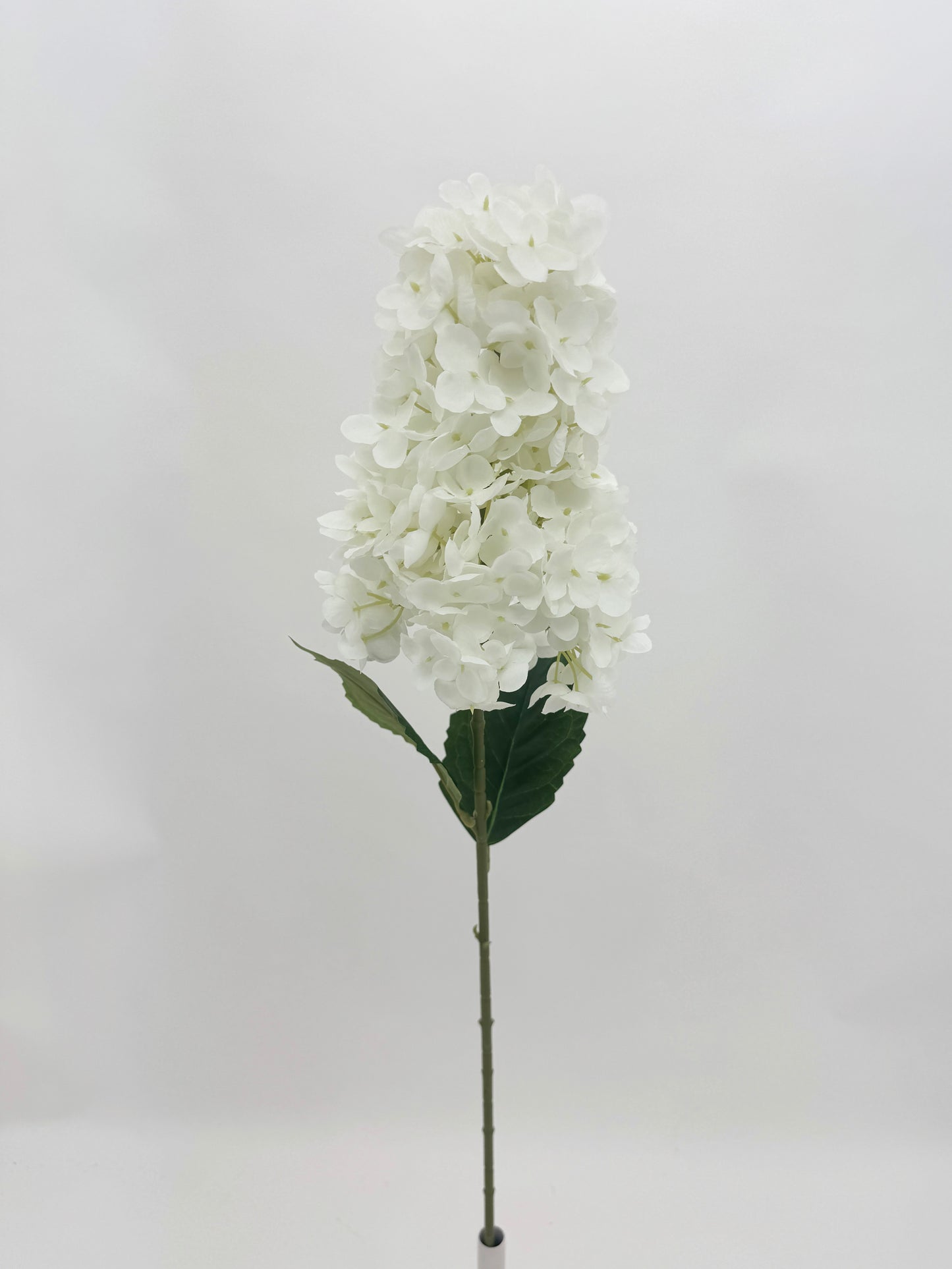 White Cone Hydrangea