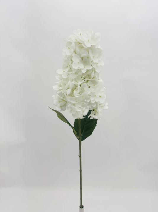 White Cone Hydrangea