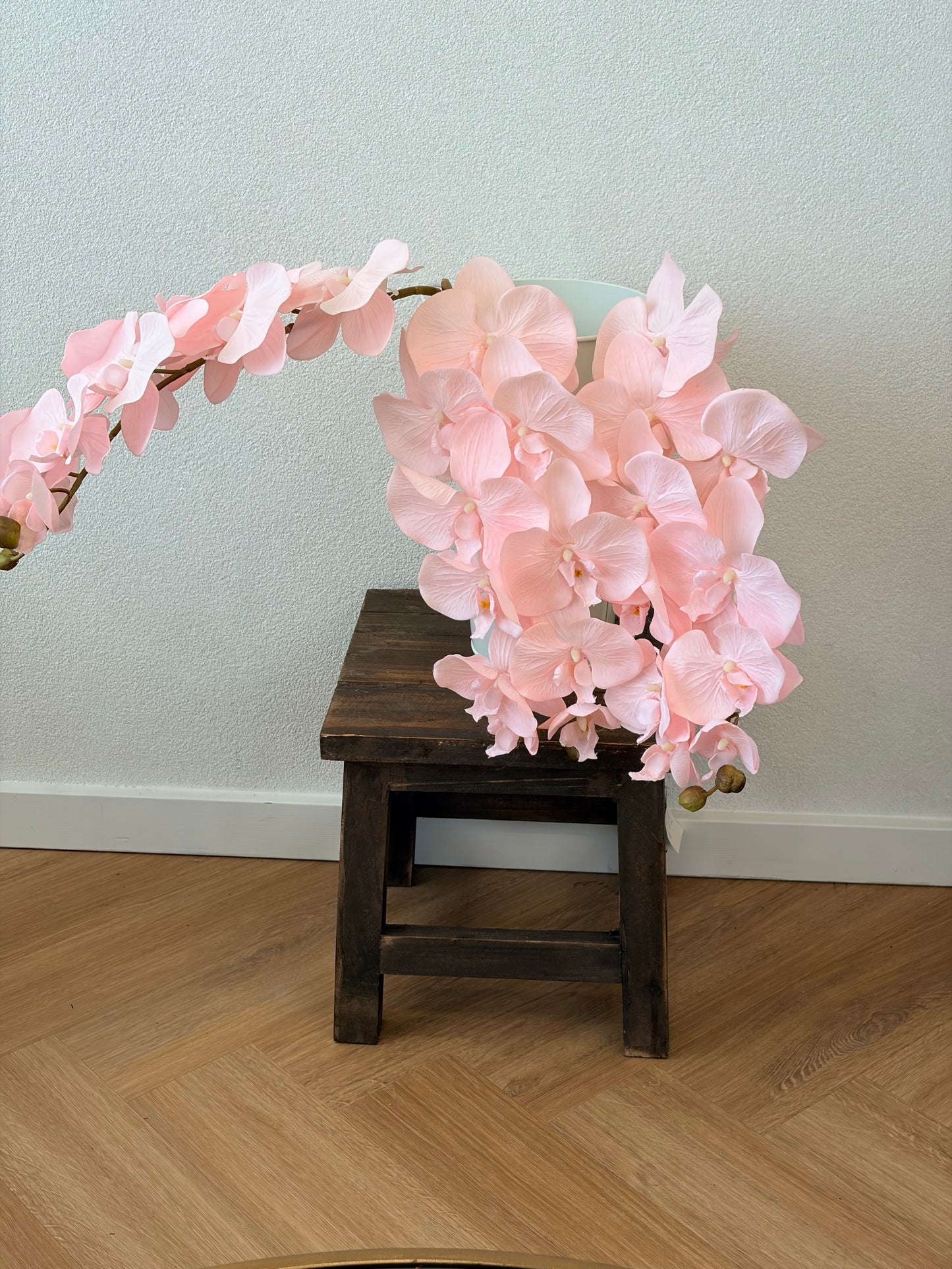 Baby pink orchid
