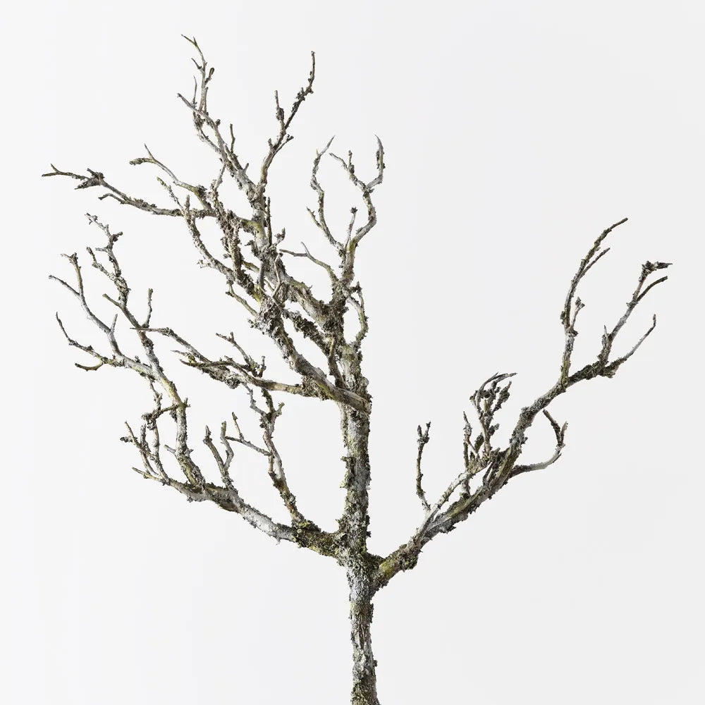Twig Coral Branch