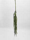 Amaranthus Dark Green