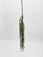 Amaranthus Dark Green