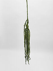 Amaranthus Dark Green
