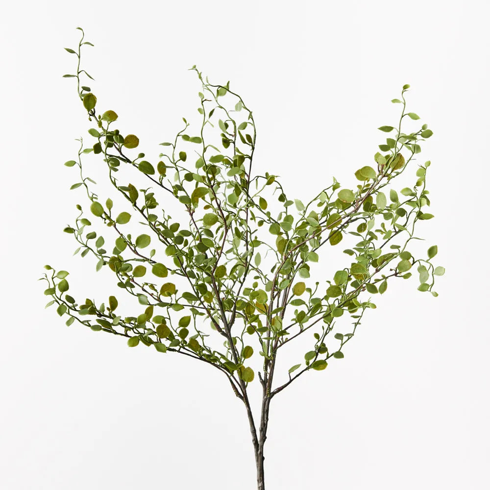 Maidenhair Vine Bush