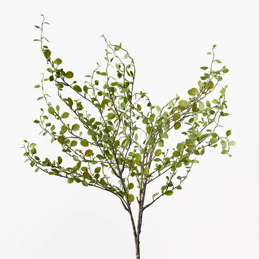 Maidenhair Vine Bush