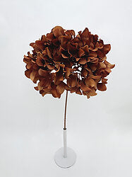 Toffee hydrangea