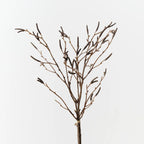 Birch Berry Bundle - Brown