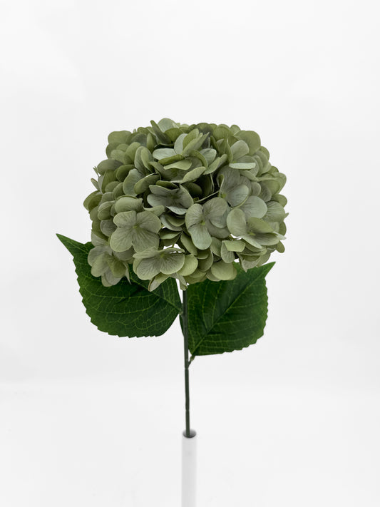 Single Sage Green Hydrangea