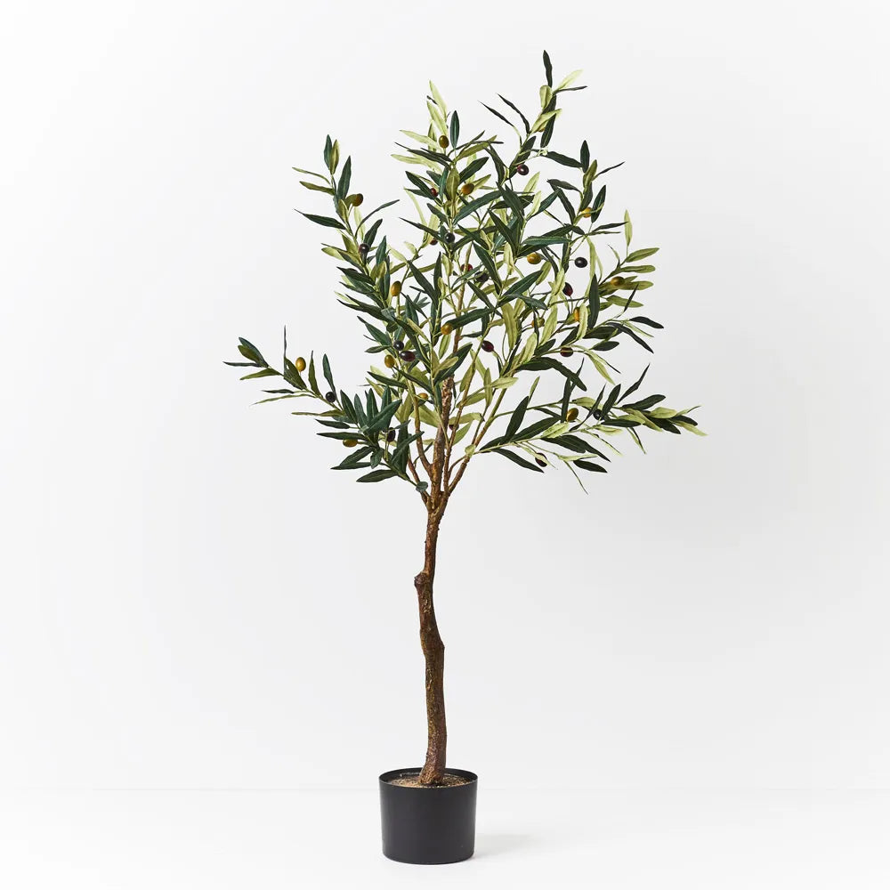 Olive Tree
