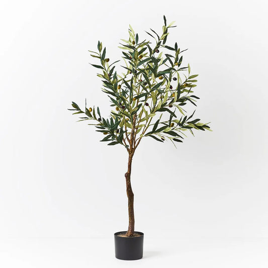 Olive Tree