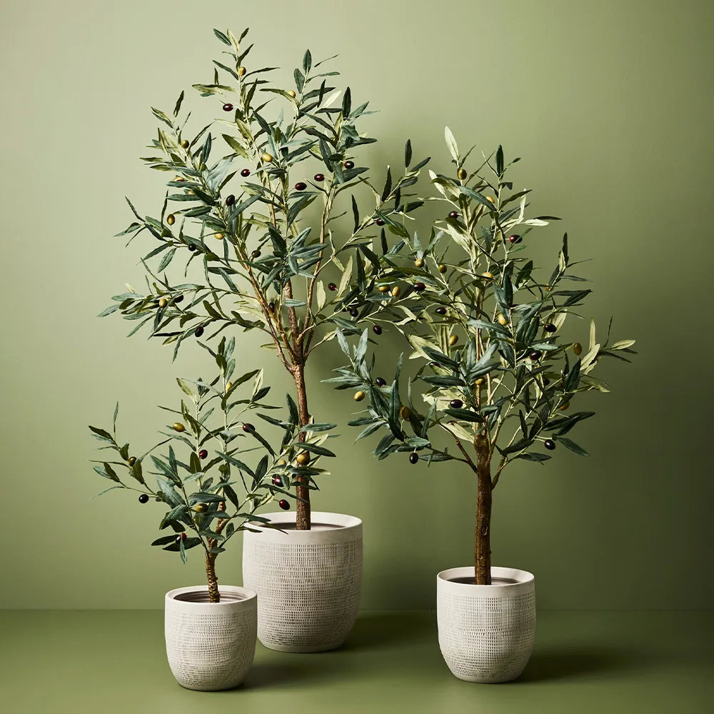 Olive Tree