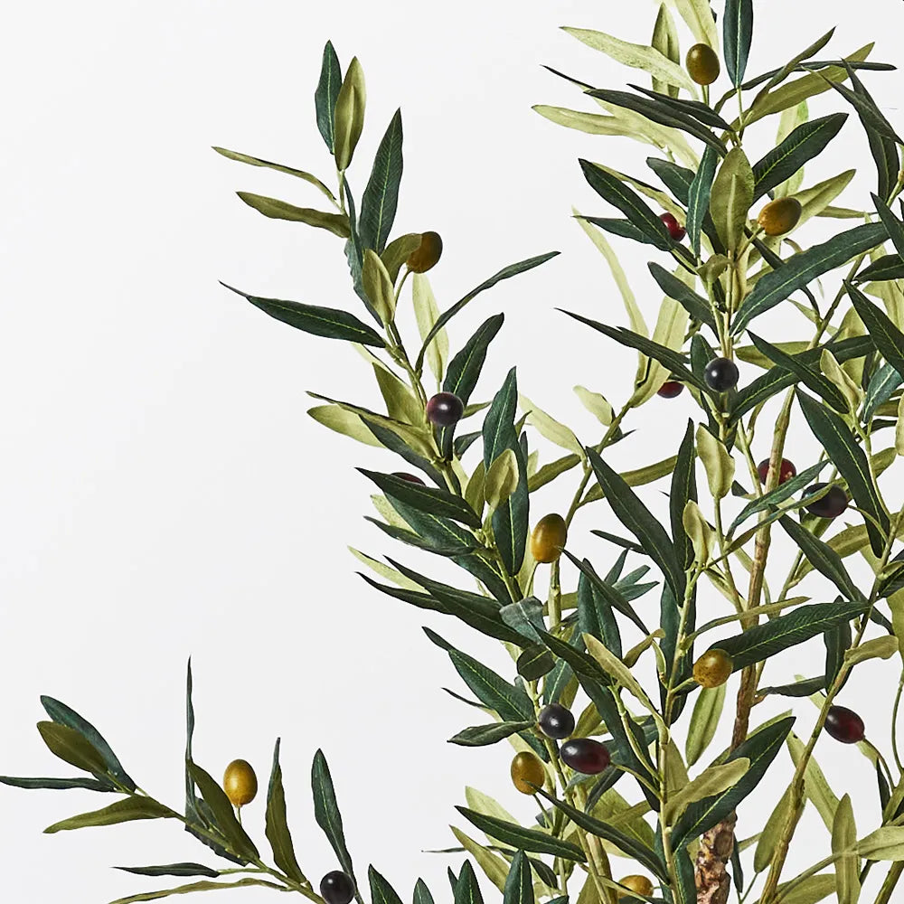 Olive Tree