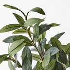 Olive Leaf Pick (w/o fruit)
